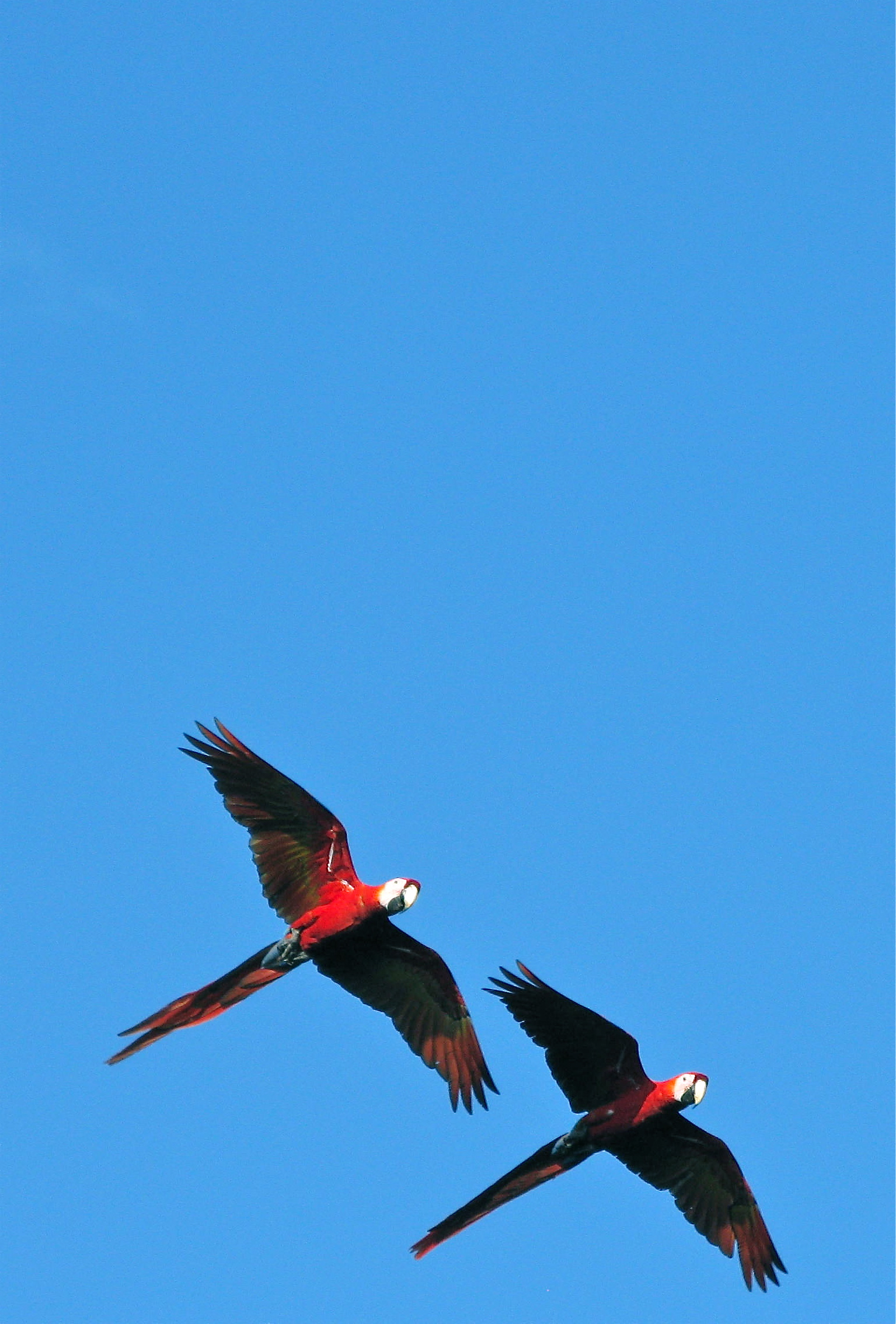  Scarlet macaws 