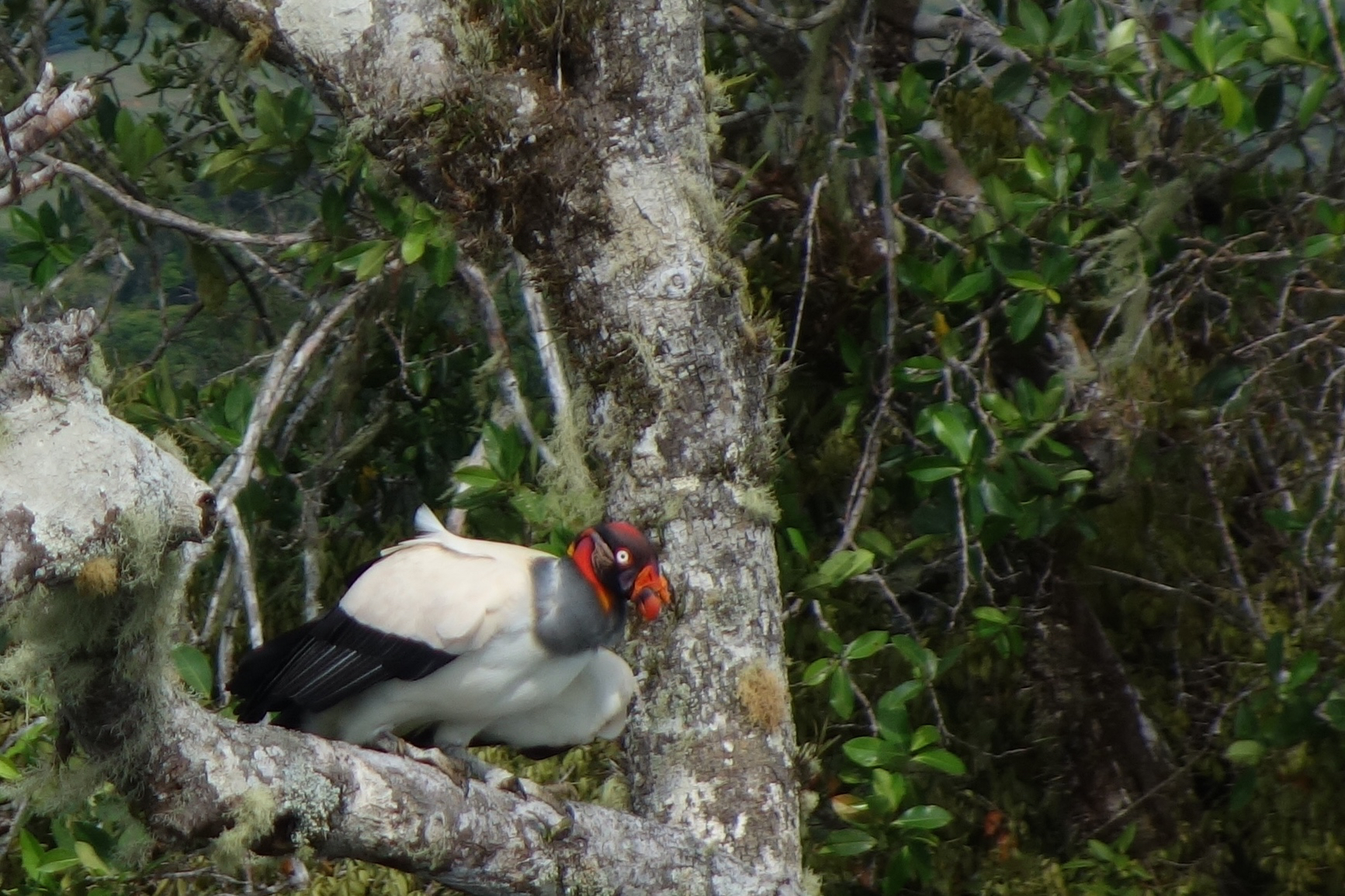  King vulture 