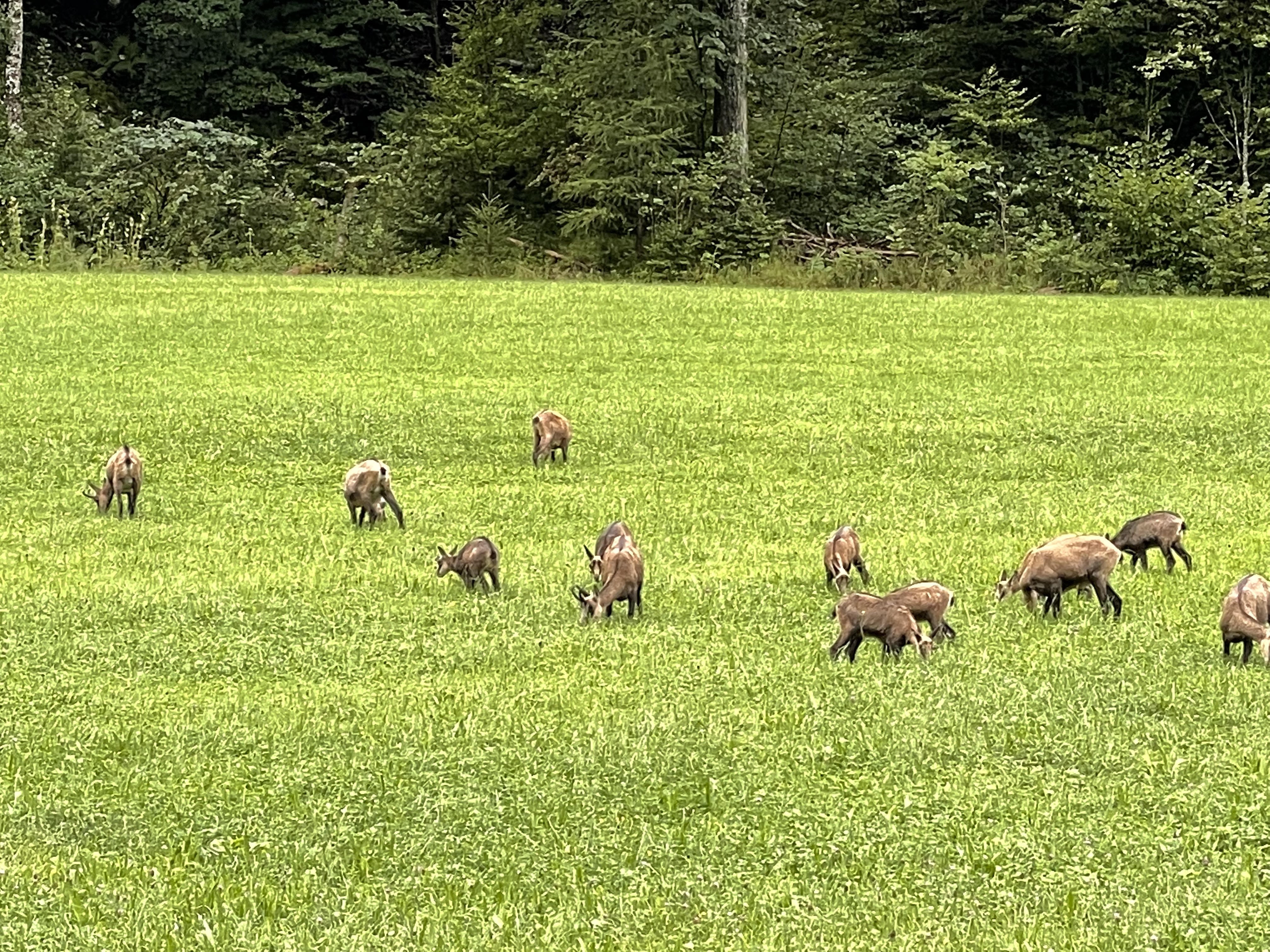  Chamois grazing 