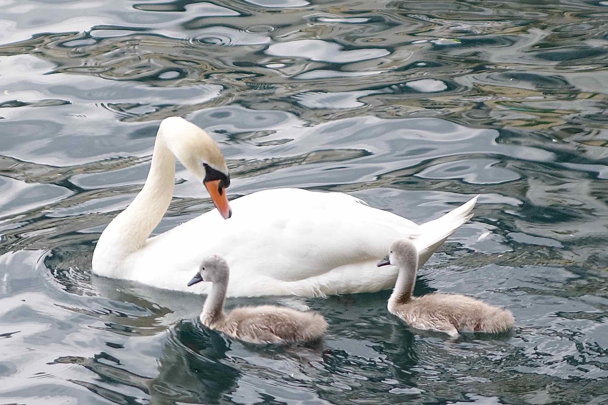  Swans in the See at Zell 